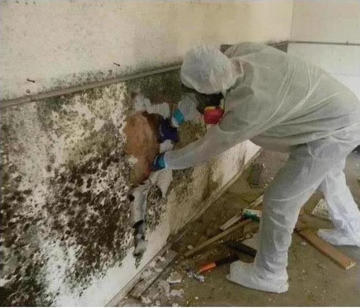 SERVPRO technician removing mold from white wall with proper clothing.