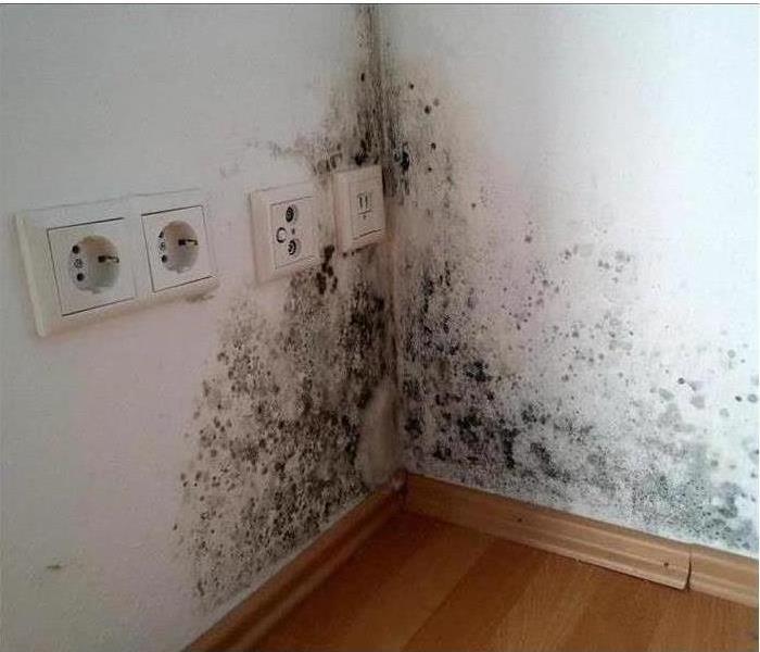 Image of mold patches on the corner of a white wall