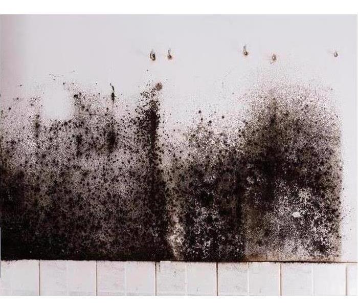 Black mold groing in white wall