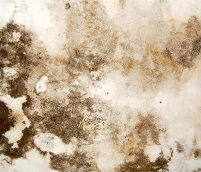 Image of a moldy wall